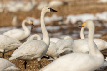 Whistling Swan and Bewick’s Swan